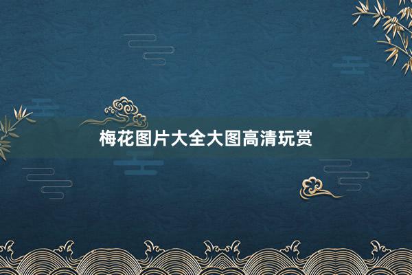 梅花图片大全大图高清玩赏